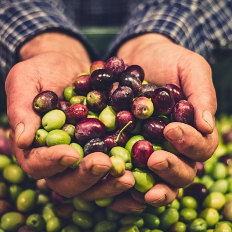 MORETTINI BIOLIVA Extra Vergine Puszka 5L 100% Italiano Włochy Toskania MORETTINI BIOLIVA Extra Vergine Puszka 5L 100% Italiano Włochy Toskania