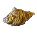 SZKLANA DEKORACJA Muszelka Piaskowa 11cm